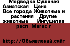 Медведка Сушеная Азиатская › Цена ­ 1 400 - Все города Животные и растения » Другие животные   . Ингушетия респ.,Магас г.